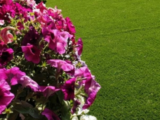 Artificial grass in a garden setting in Dubai, UAE.