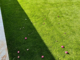 Elixir Grass