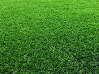 Elixir Grass