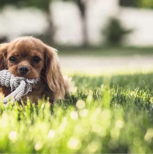 A puppy sitting on pet-friendly Turf Grass Dubai
