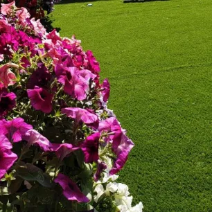 Garden with fake grass in Dubai