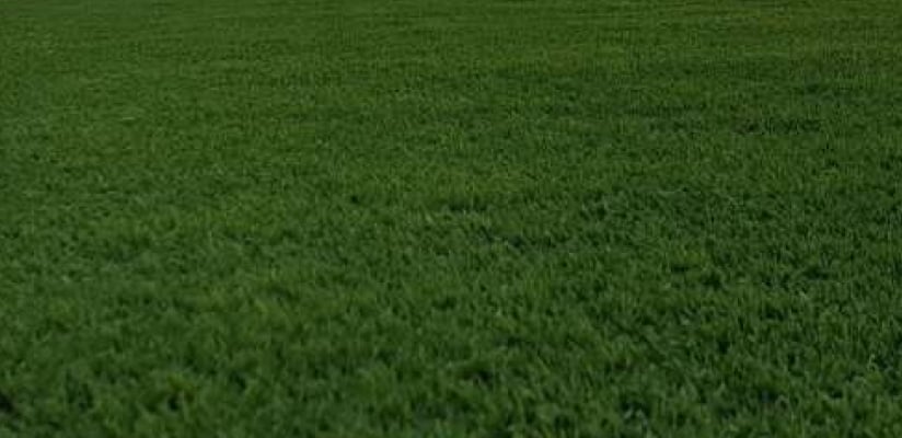 Different Types of Artificial Grass: A Complete Guide to Materials, Colors & Pile Heights